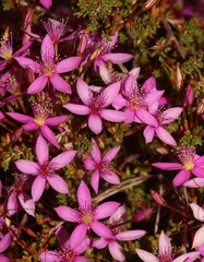 Calytrix fraseri