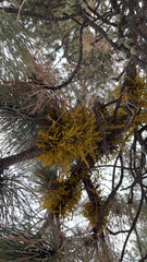 Arceuthobium campylopodum