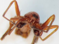 Castianeira trilineata