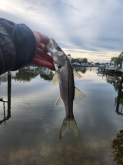 Centropomus undecimalis