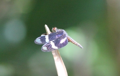 Zenithoptera lanei