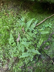 Cystopteris tenuis