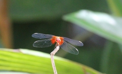 Erythrodiplax fervida