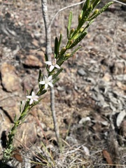 Philotheca queenslandica