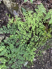 Adiantum tricholepis