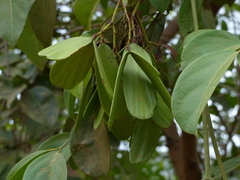 Reissantia grahamii