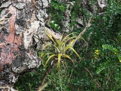 Tillandsia utriculata