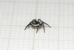 Corythalia fimbriata