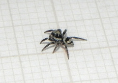 Corythalia fimbriata