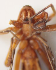 Castianeira trilineata