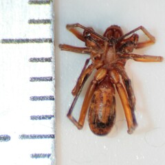 Castianeira trilineata