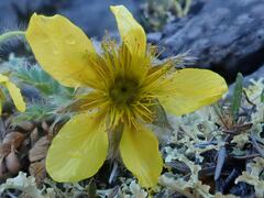 Geum glaciale