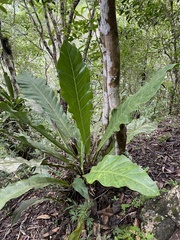 Anthurium schlechtendalii