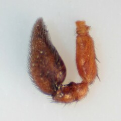 Castianeira trilineata