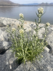 Pseudognaphalium biolettii