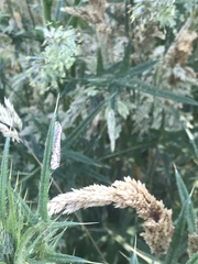 Utetheisa pulchelloides