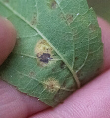 Lasioptera spiraeafolia