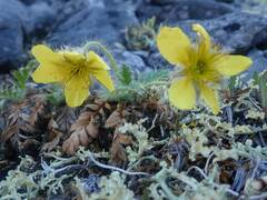 Geum glaciale