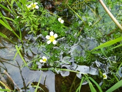 Ranunculus trichophyllus