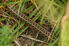 Lygophis anomalus