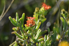 Delosperma testaceum
