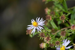Symphyotrichum puniceum