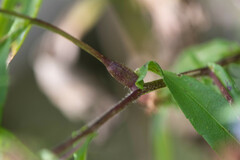 Neolasioptera ramuscula