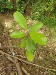 Melicytus macrophyllus