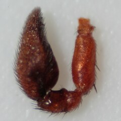 Castianeira trilineata