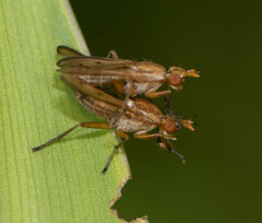 Tetanocera