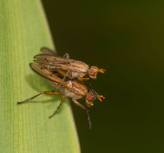 Tetanocera