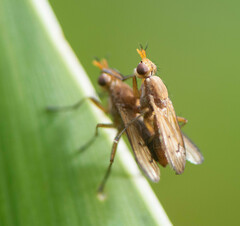 Tetanocera