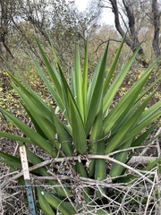 Yucca gigantea