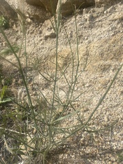 Bebbia juncea