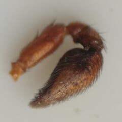 Castianeira trilineata