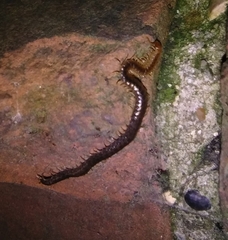 Geophilus carpophagus