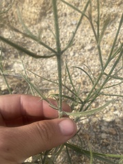 Bebbia juncea