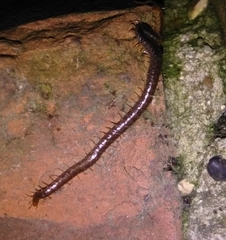 Geophilus carpophagus