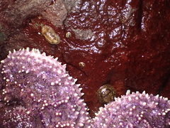 Onchidoris bilamellata