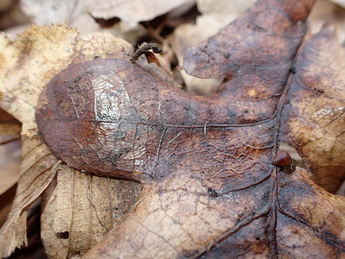 Kolutićavci (Annelida)