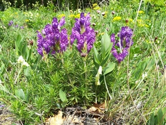 Dracocephalum austriacum