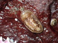 Onchidoris bilamellata