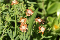 Delosperma testaceum