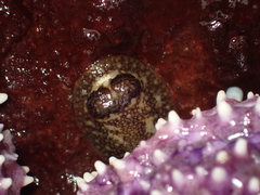 Onchidoris bilamellata