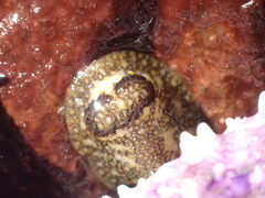 Onchidoris bilamellata