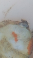 Styelidae