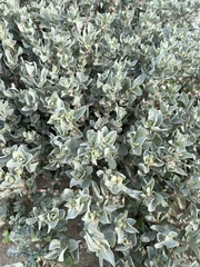 Atriplex leucophylla
