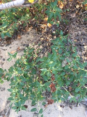 Eriogonum parvifolium