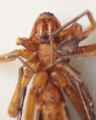 Castianeira trilineata