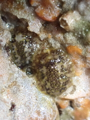 Onchidoris bilamellata